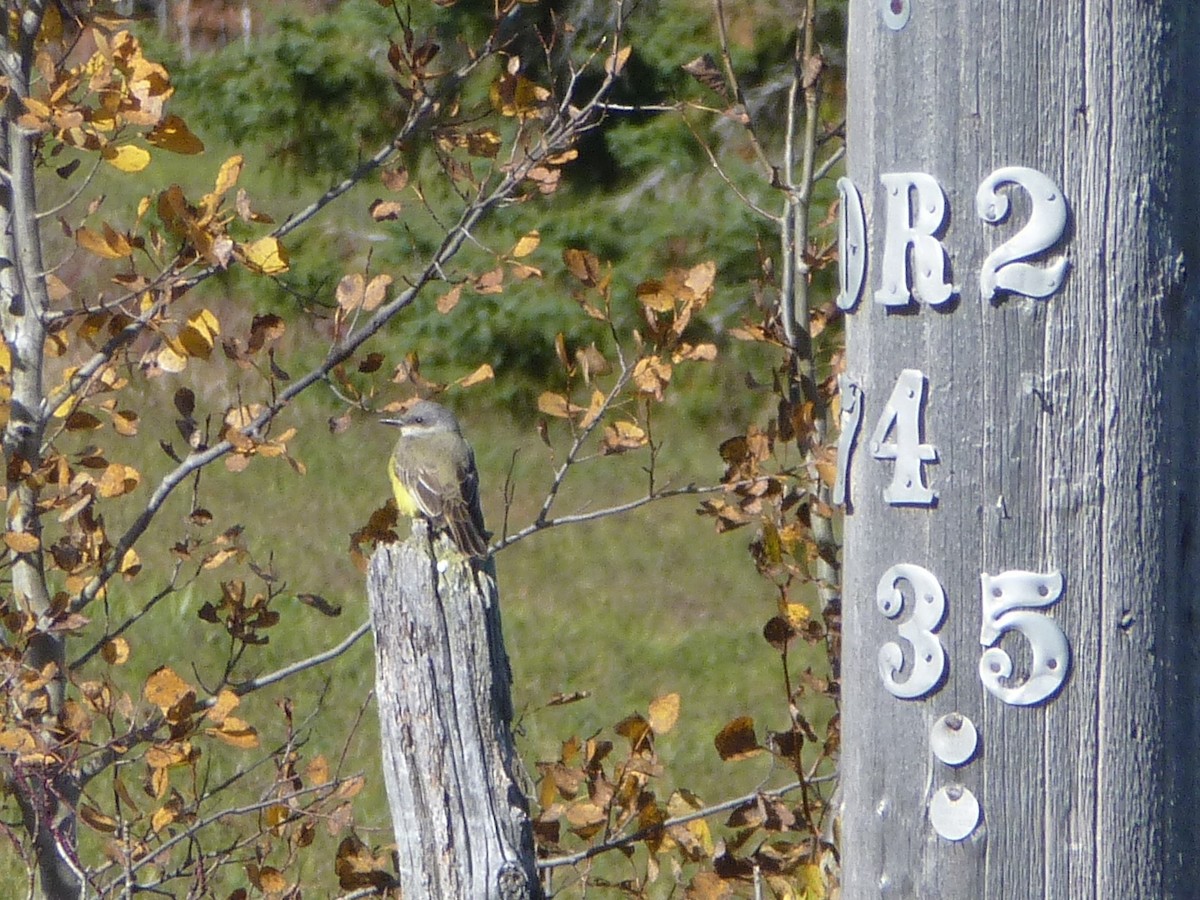 Tropical Kingbird - ML130974391