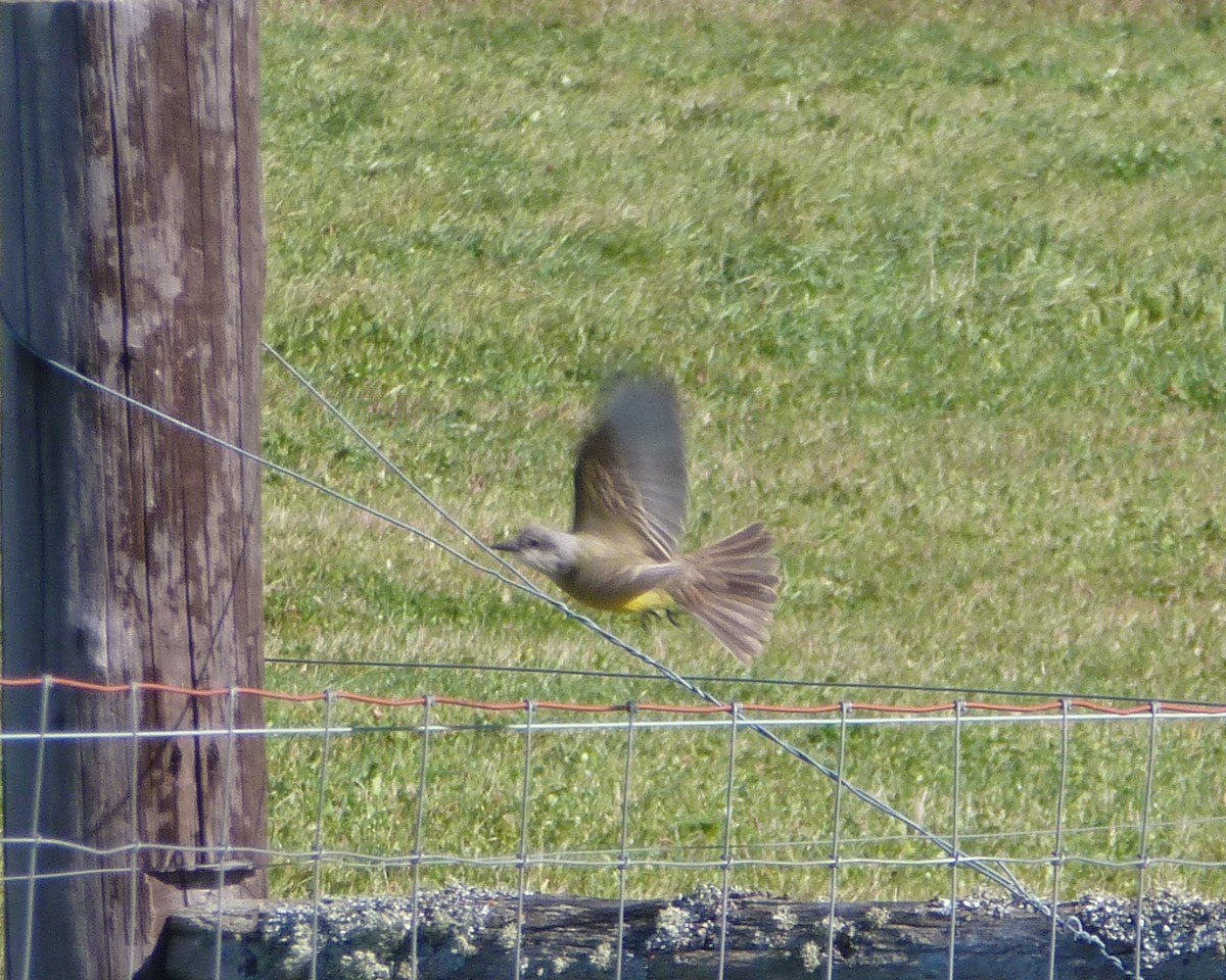 Tropical Kingbird - ML130974401