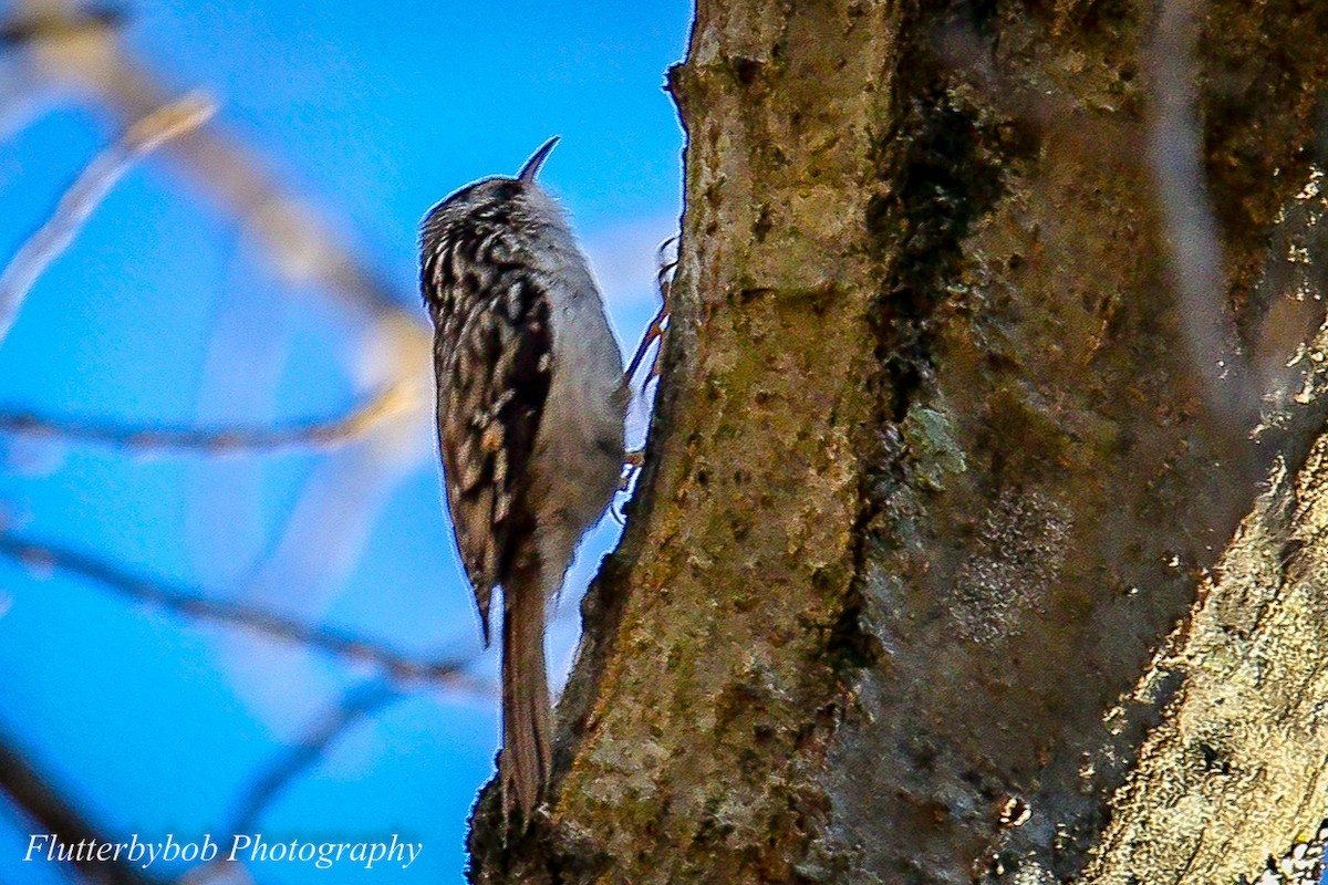 Brown Creeper - ML130974891