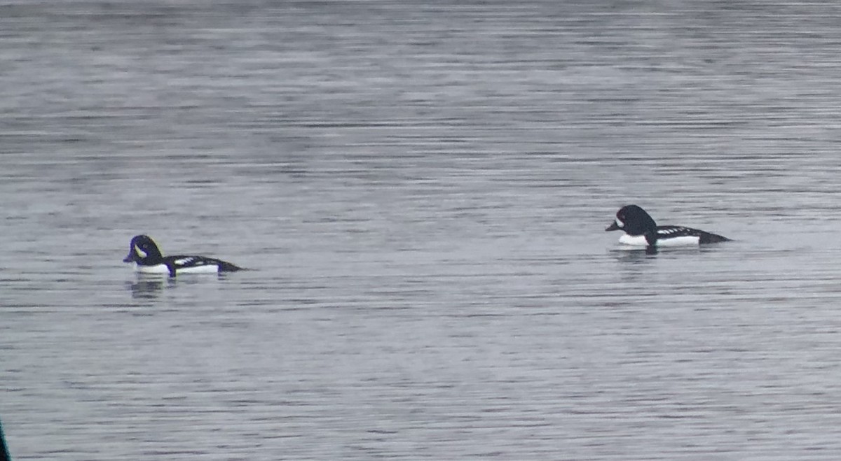 Barrow's Goldeneye - ML130975101