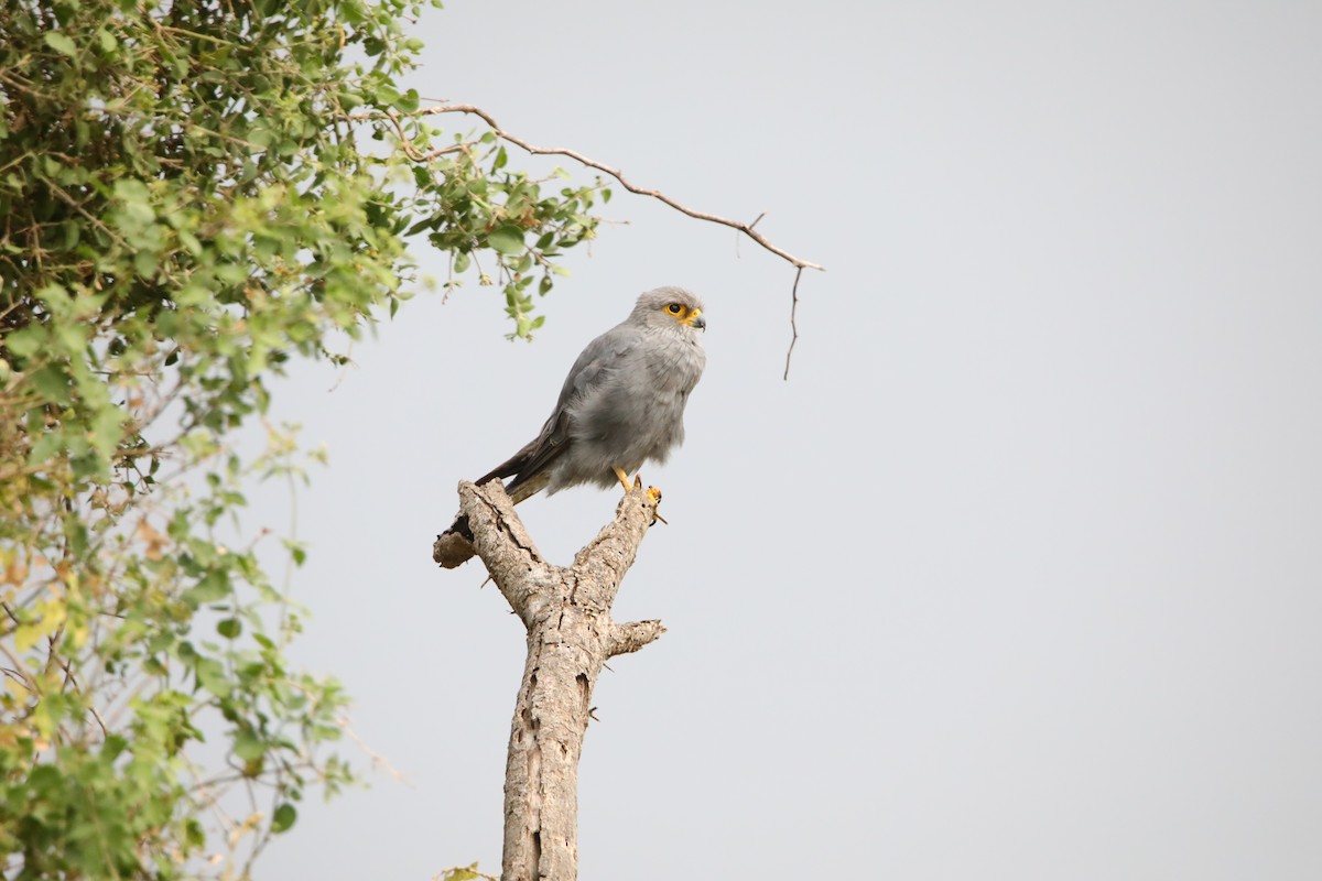 Gray Kestrel - ML130975151