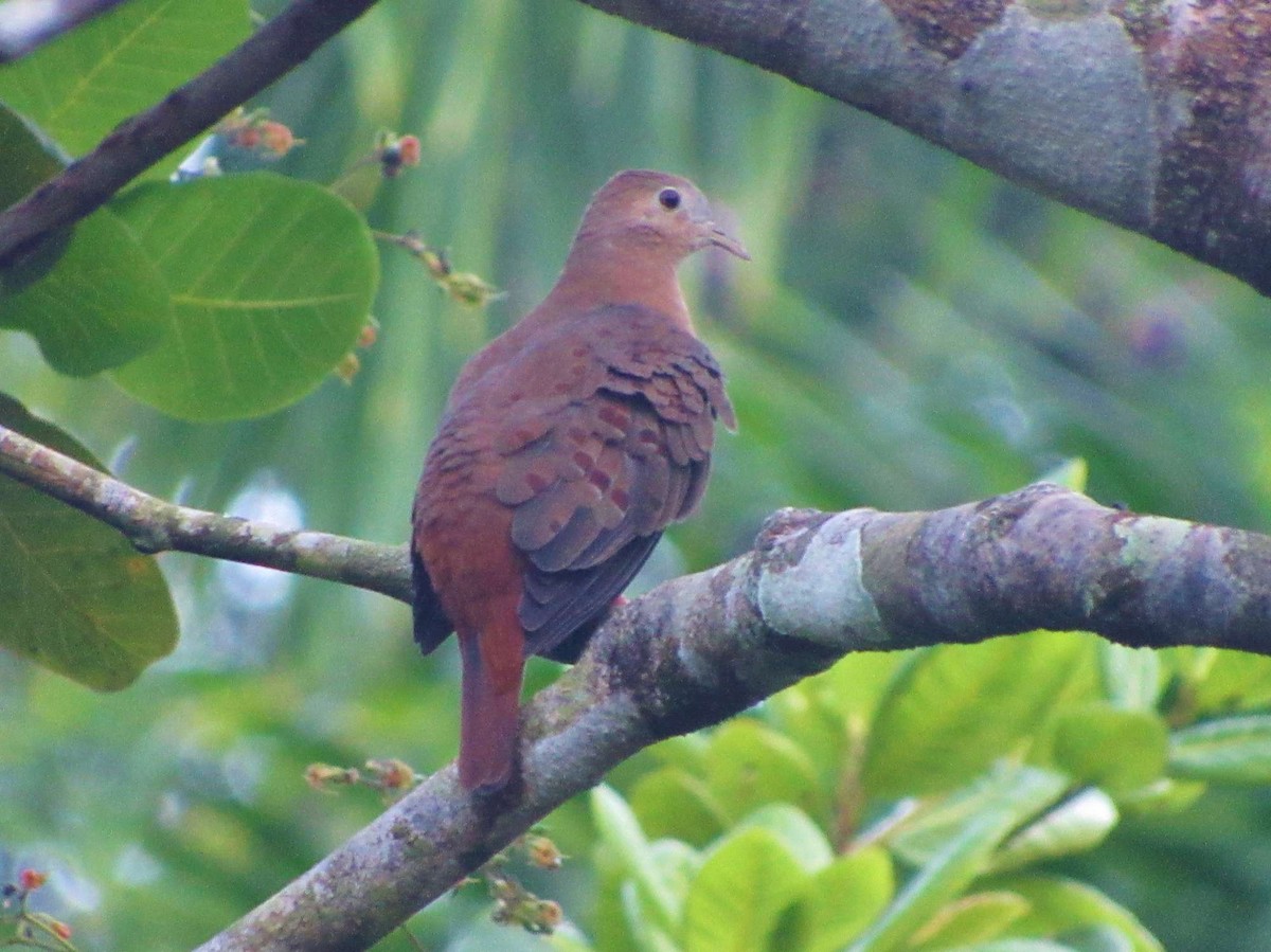 Blue Ground Dove - ML130976411