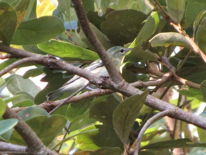 Cerulean Warbler - ML130977811