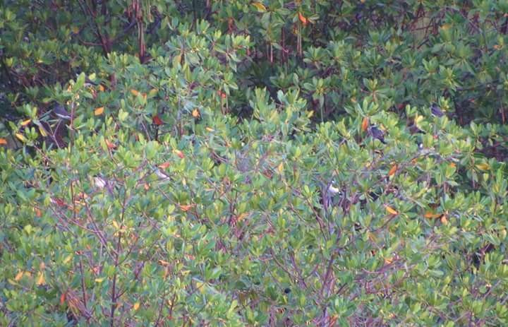 Eastern Kingbird - ML130977921