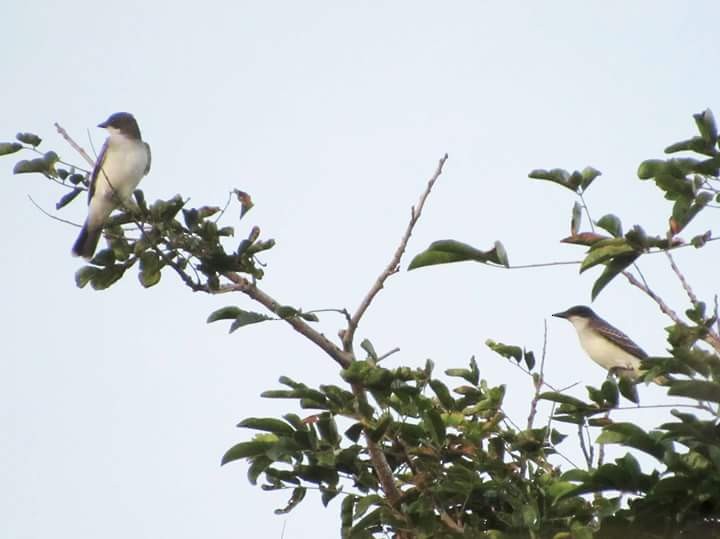 Eastern Kingbird - ML130977931