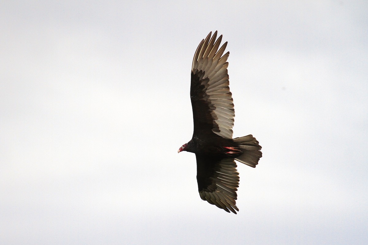 Turkey Vulture - Alex Lamoreaux
