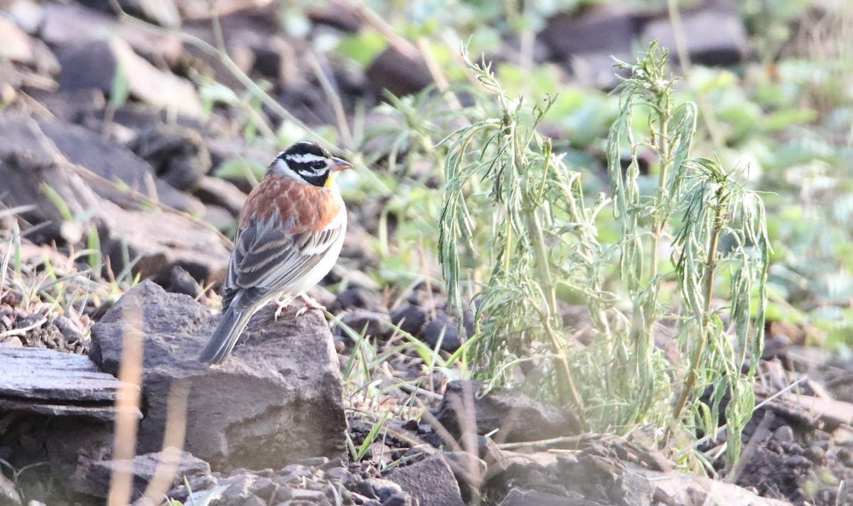 Golden-breasted Bunting - Cin-Ty Lee
