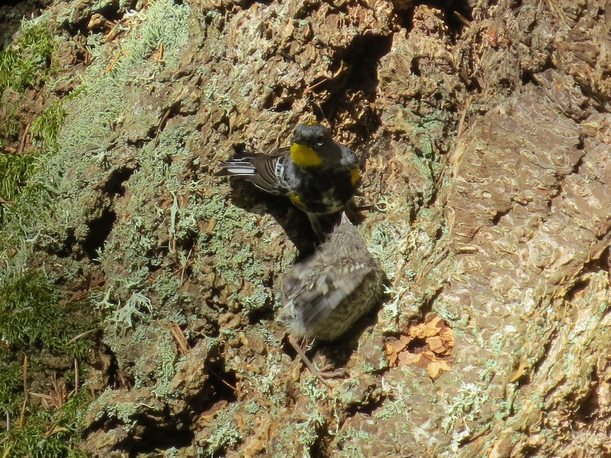 Yellow-rumped Warbler (Audubon's) - Jeff Harding