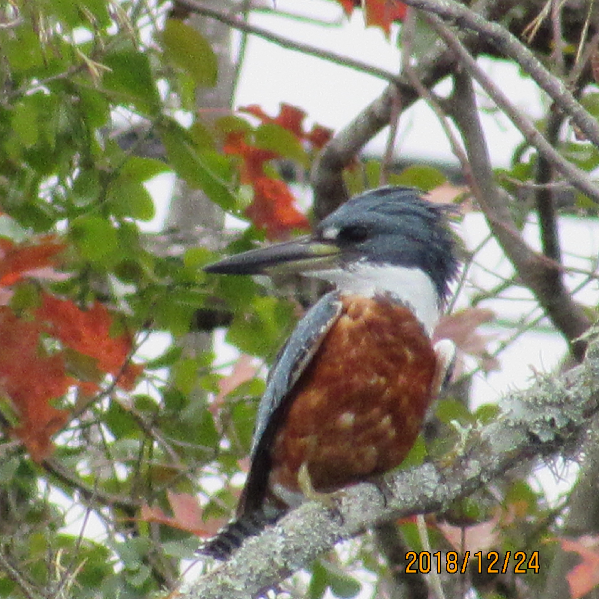 Ringed Kingfisher - ML130981431