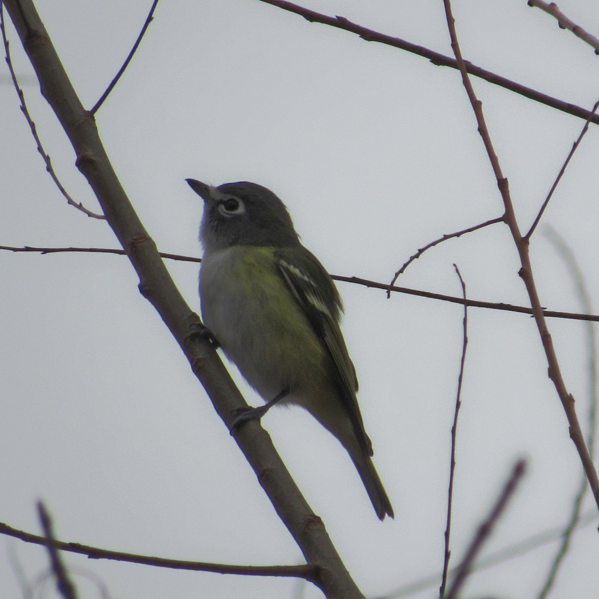 Mavi Başlı Vireo - ML130981971