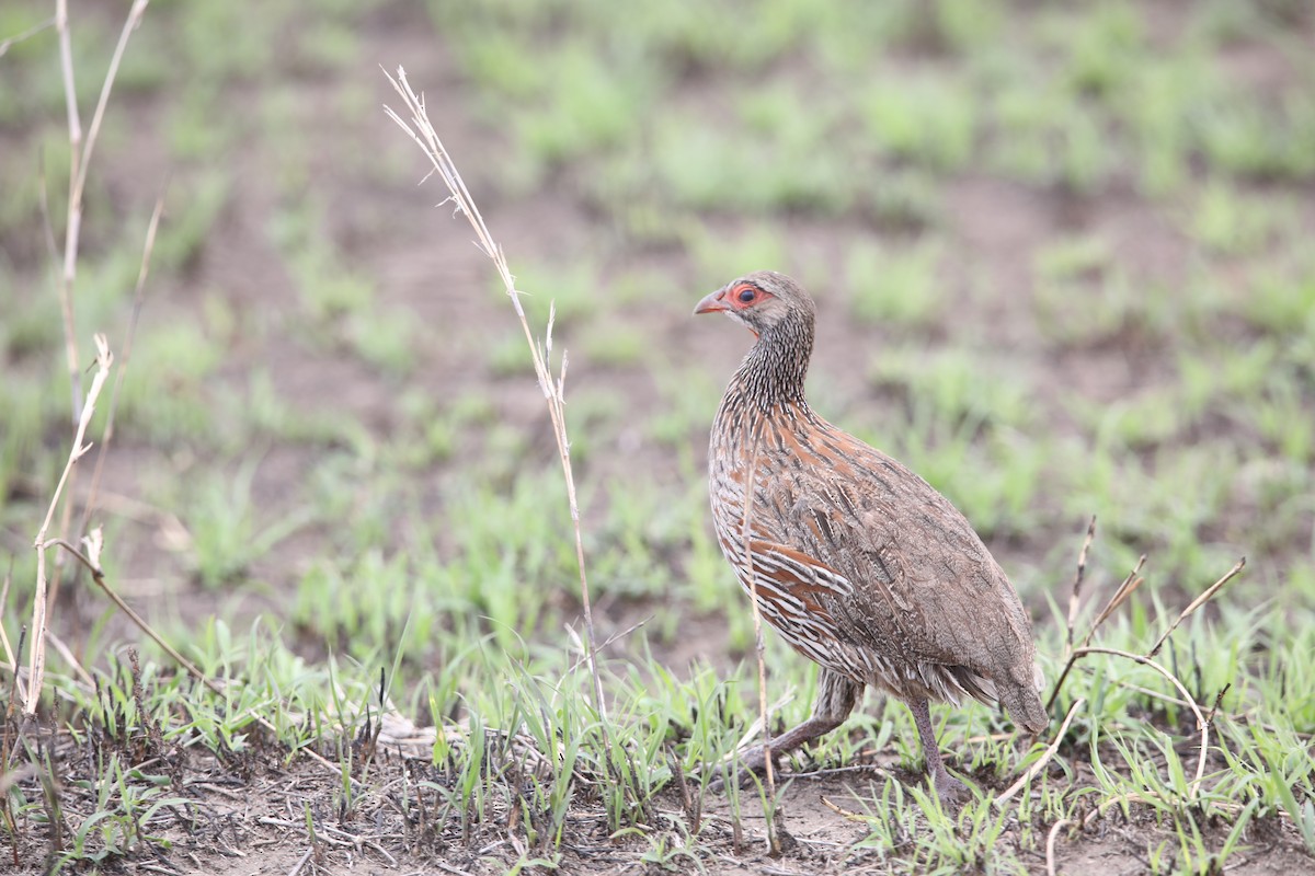 Francolin à poitrine grise - ML130983151