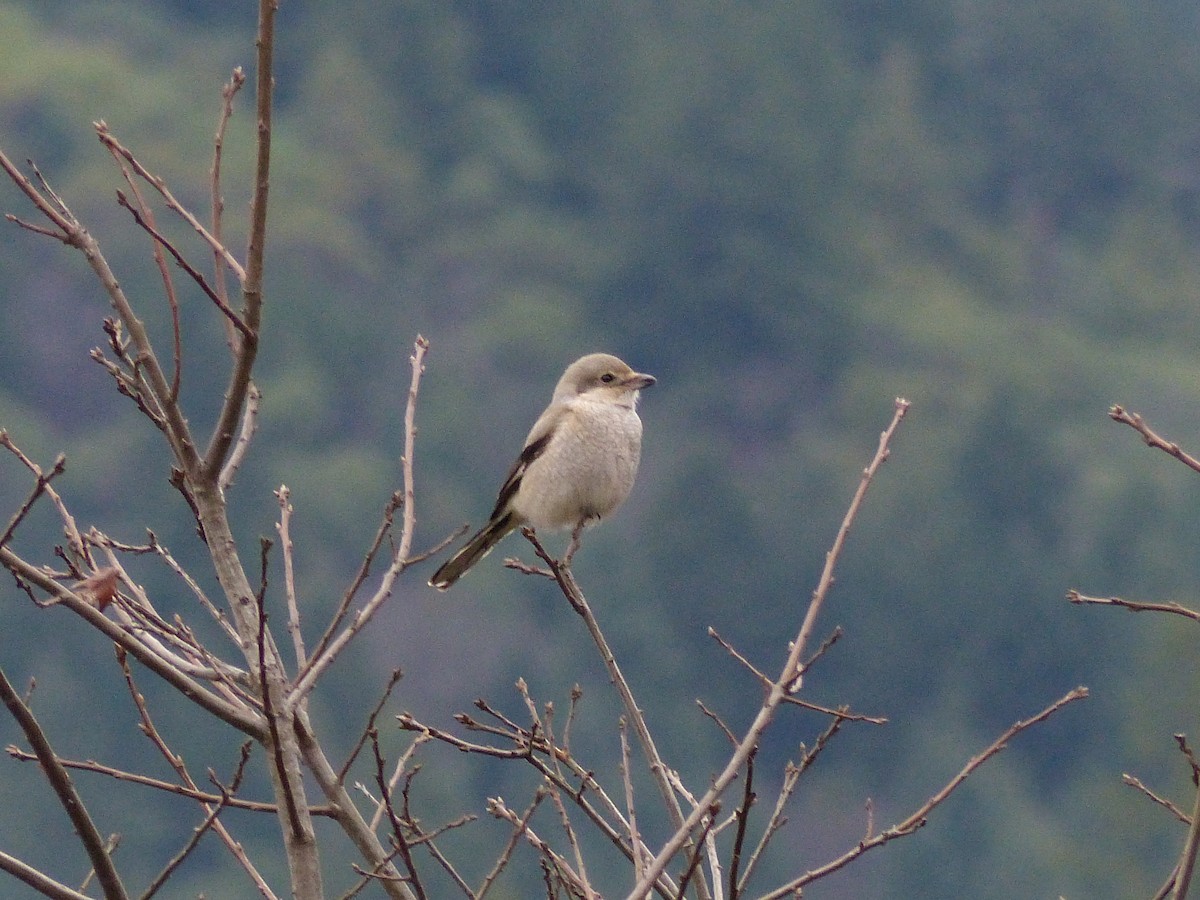 borealvarsler - ML130984841