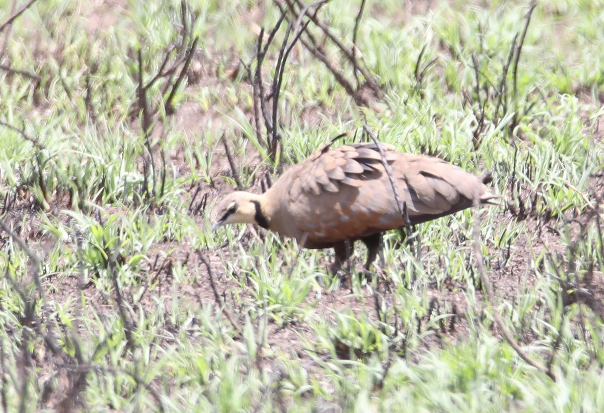 Yellow-throated Sandgrouse - ML130984951