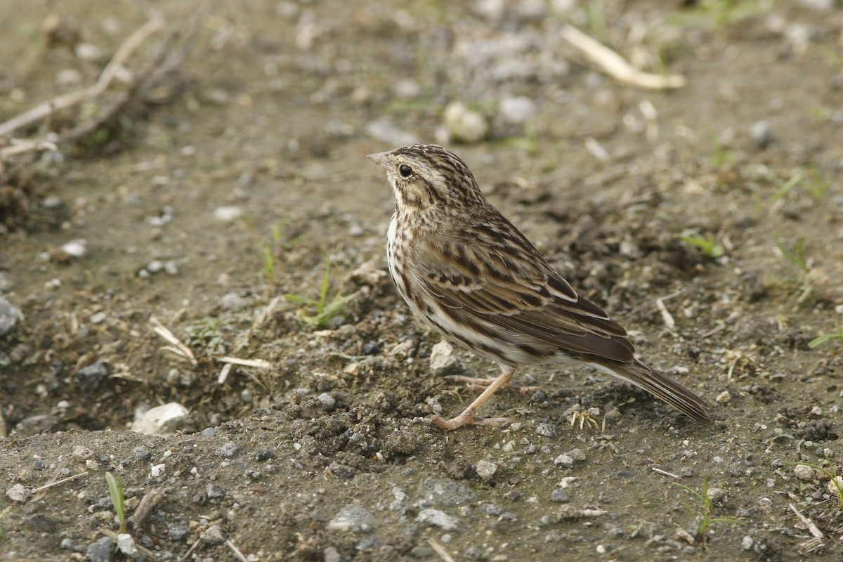 Savannah Sparrow - ML130985771