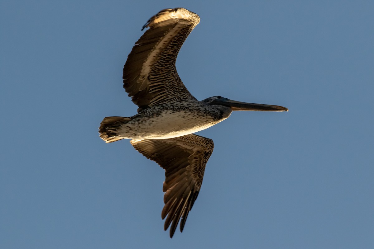 Brown Pelican - ML130987041