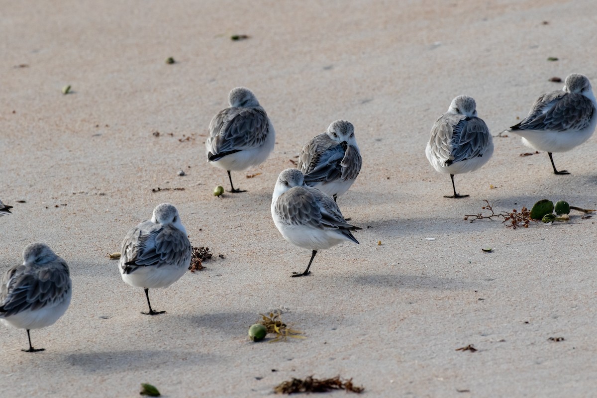 Bécasseau sanderling - ML130987191