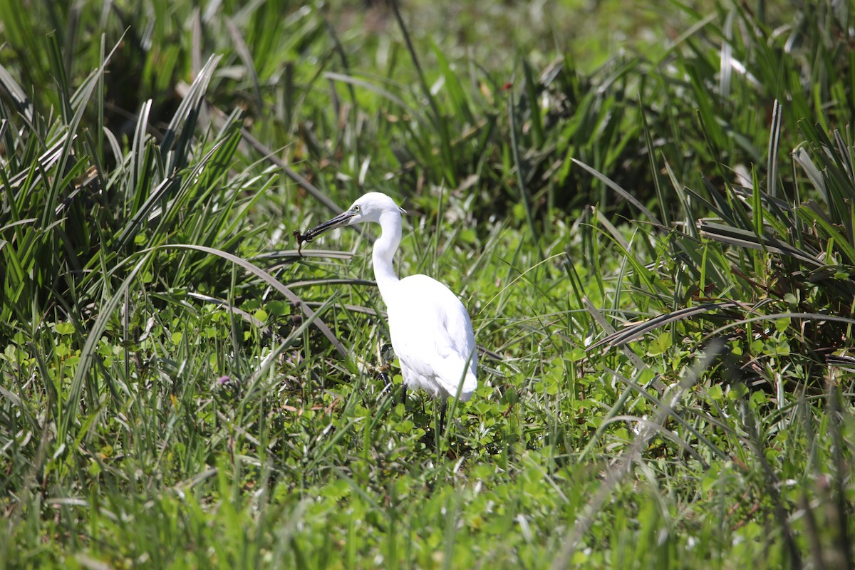 Little Egret - ML130987251