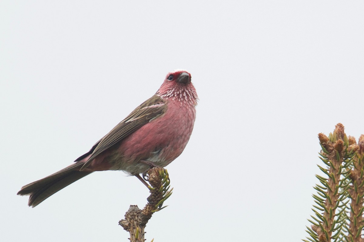 Chinese White-browed Rosefinch - ML130987401