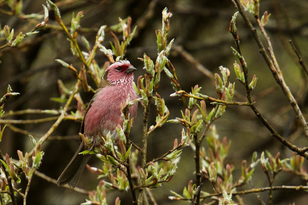 Chinese White-browed Rosefinch - ML130987441