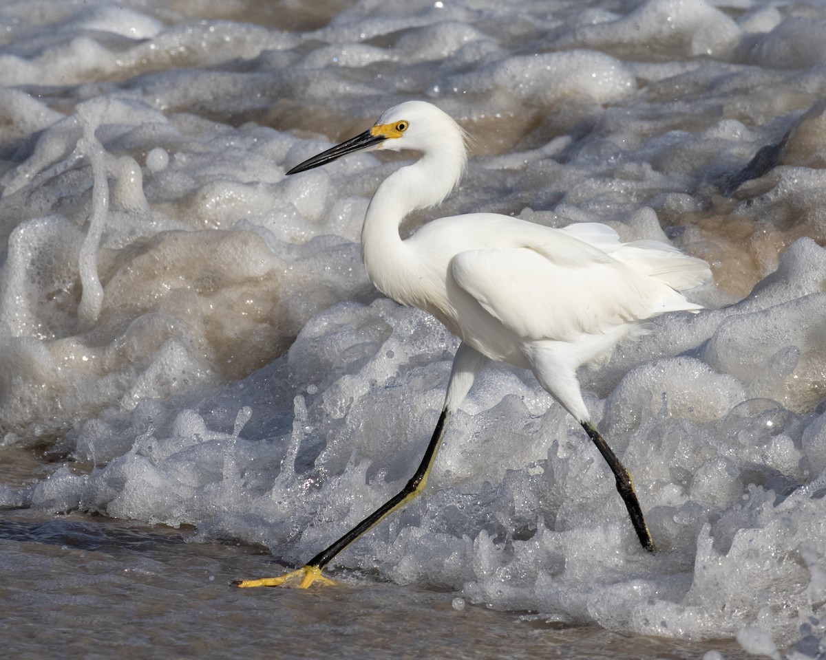 Snowy Egret - ML130987451