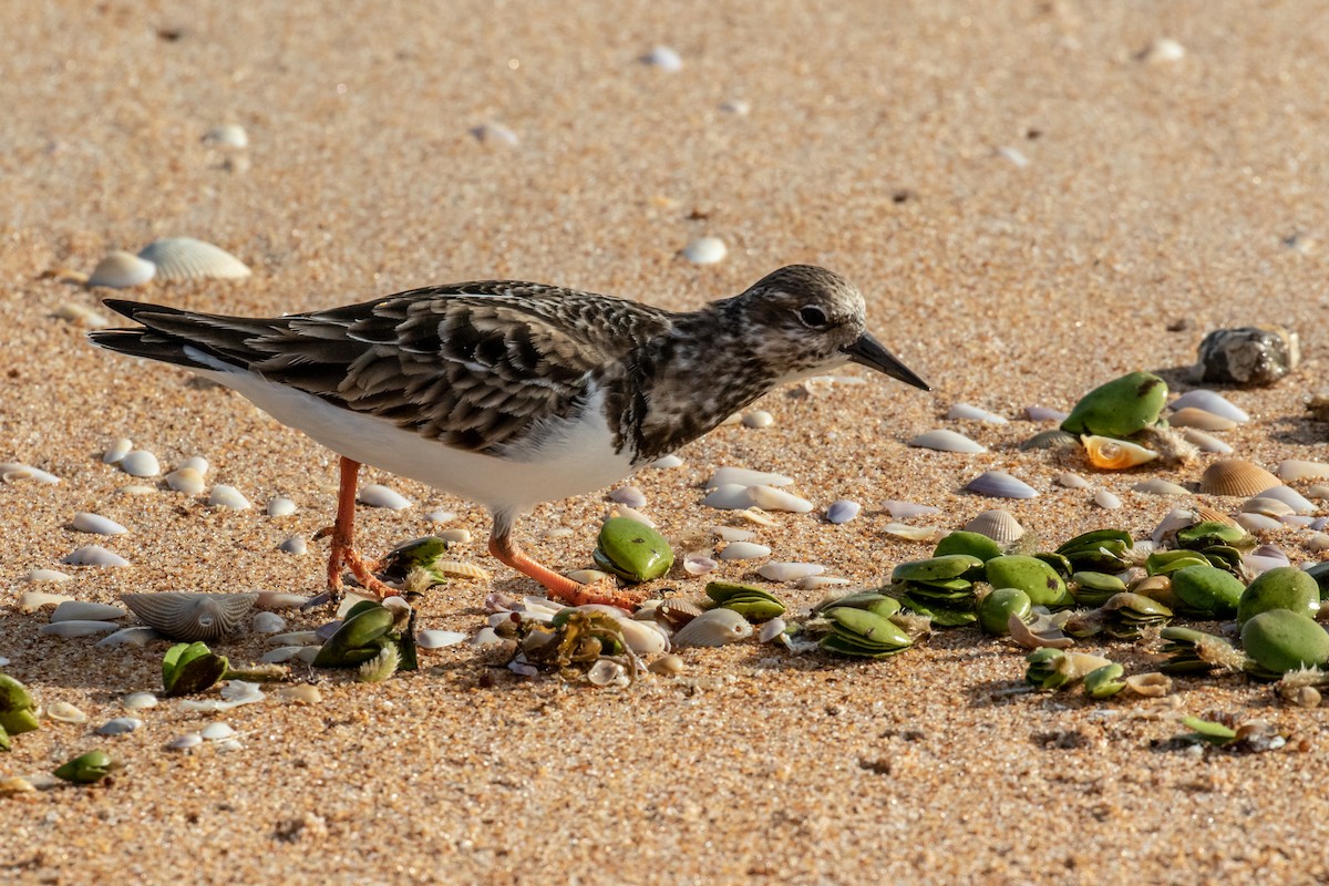 Ruddy Turnstone - ML130987531