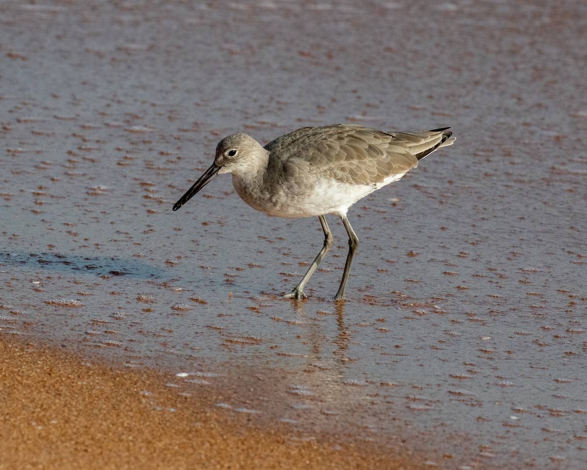 Willet - ML130987591