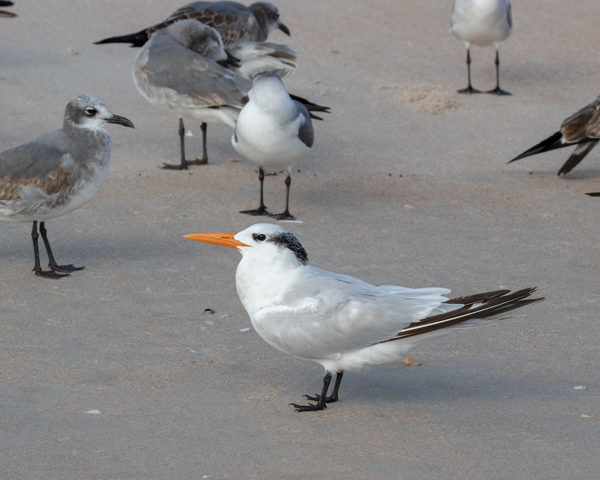 Royal Tern - ML130987691