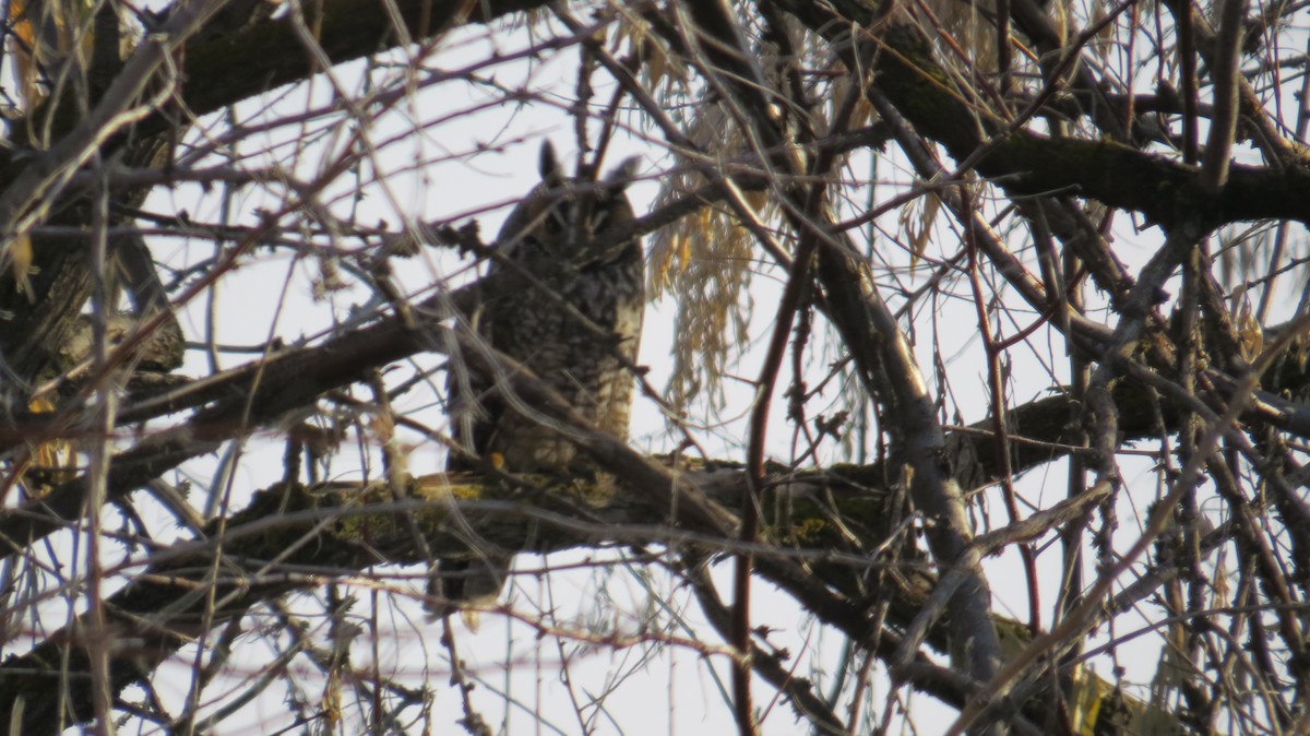 Long-eared Owl - ML130988361
