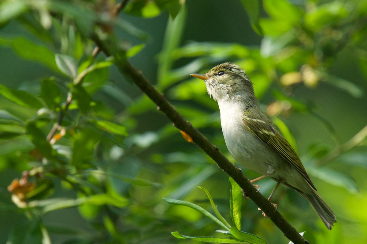 Emei Leaf Warbler - Qin Huang