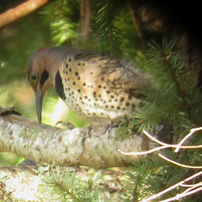 Northern Flicker (Yellow-shafted) - ML130989471