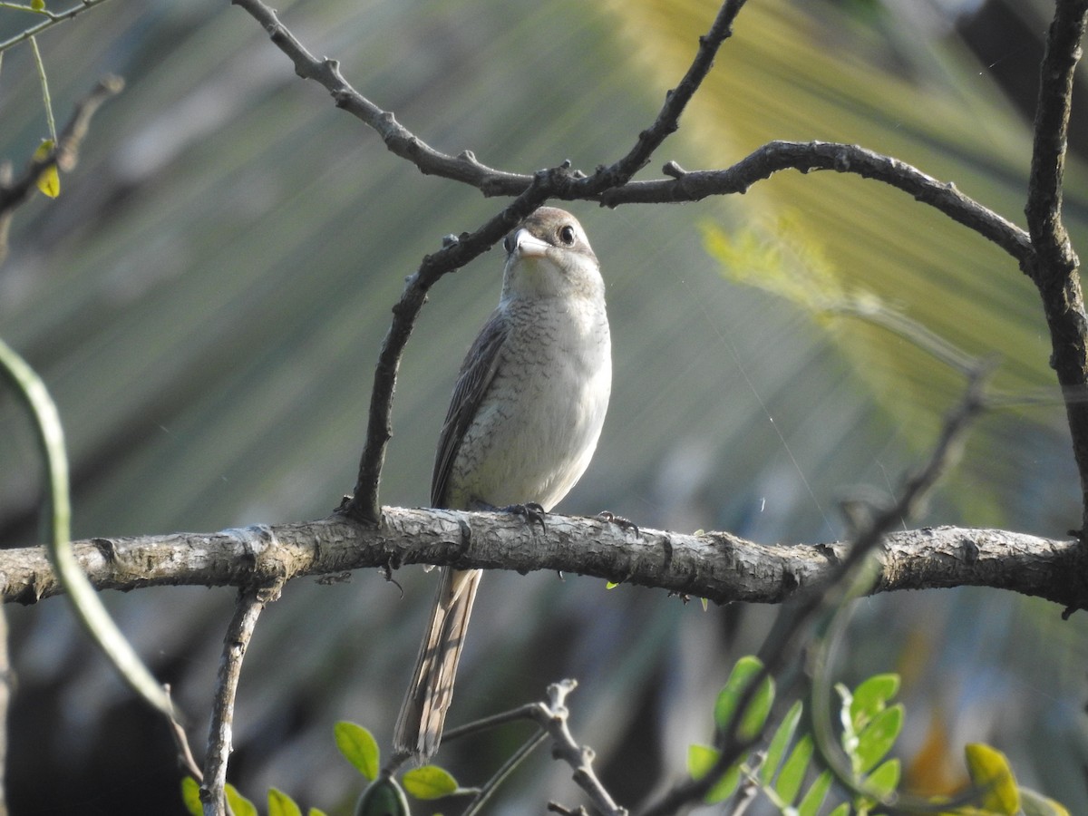 Brown Shrike - ML130990111