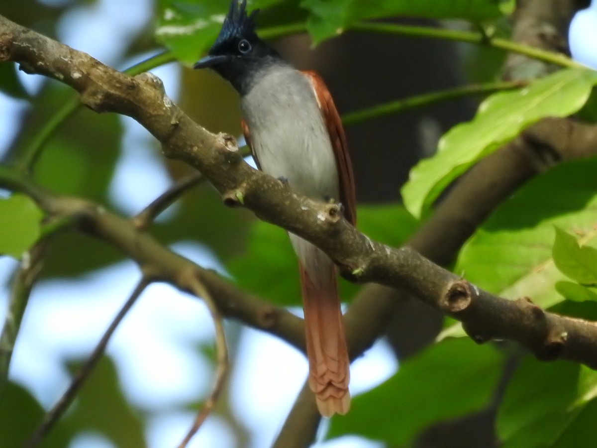 Indian Paradise-Flycatcher - ML130990351