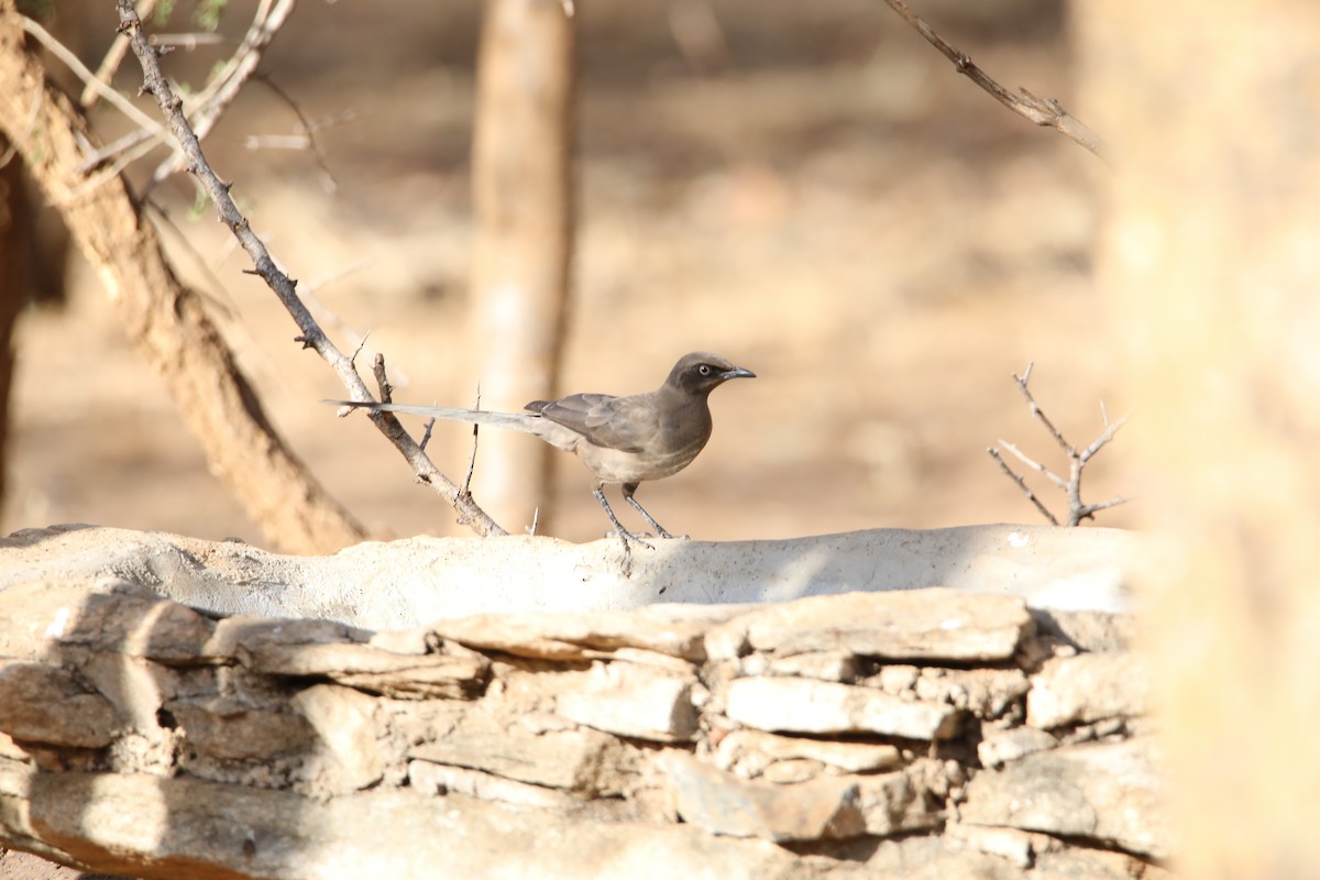 Ashy Starling - ML130990541