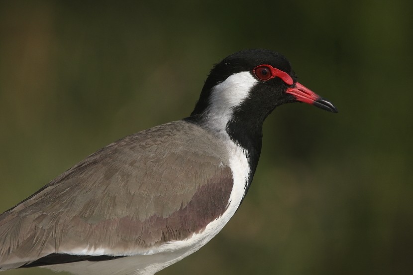 Red-wattled Lapwing - ML130990701