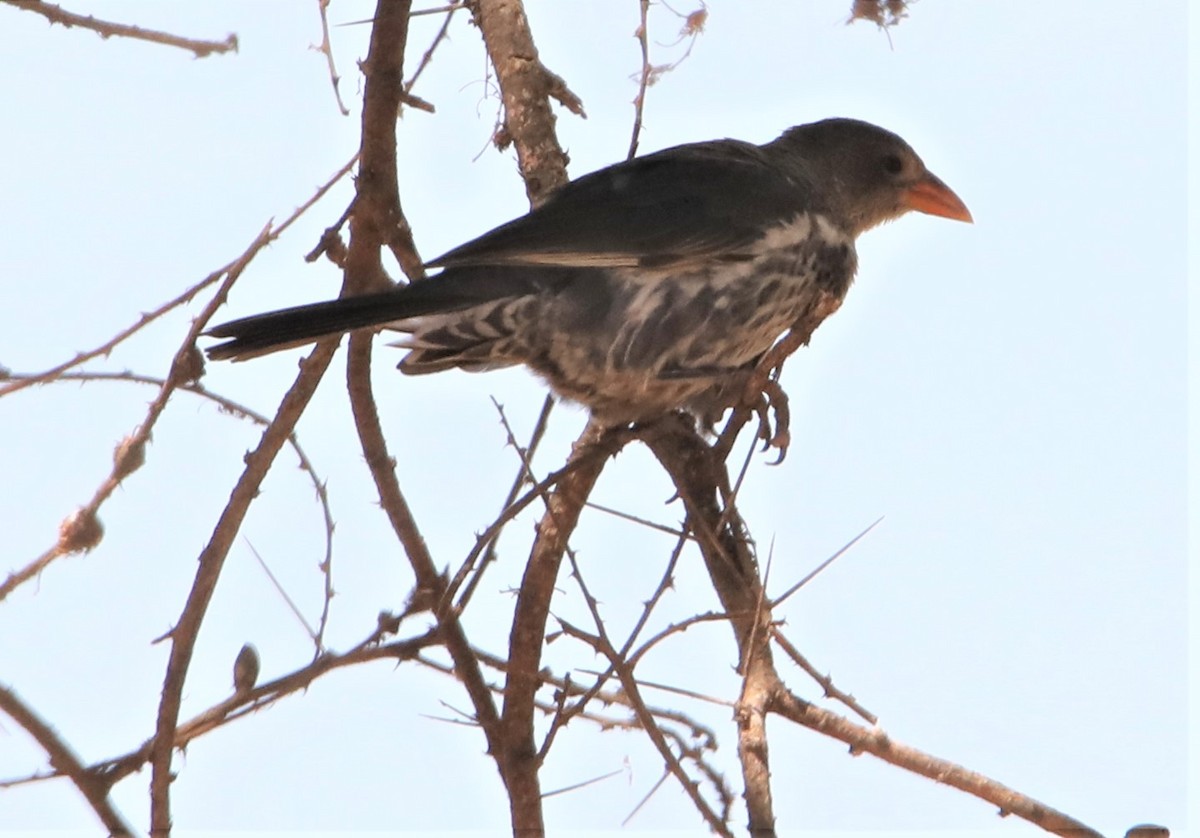 Red-billed Buffalo-Weaver - ML130990781