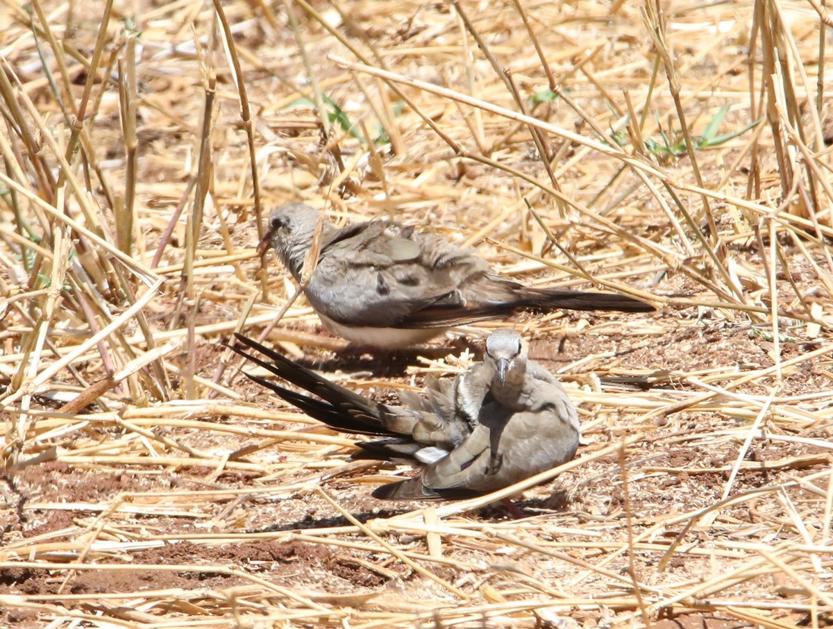 Tortolita Rabilarga - ML130990821