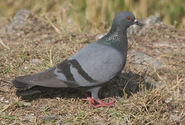 Сизый голубь (Одомашненного типа) - ML130990851