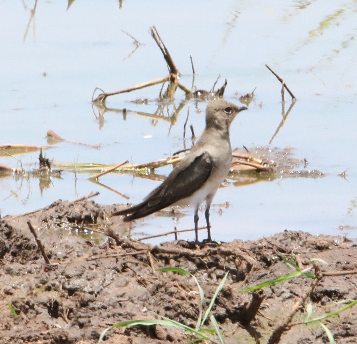 Collared Pratincole - ML130990911