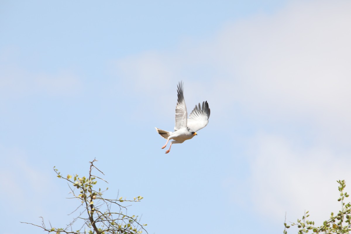 Autour à ailes grises - ML130990991