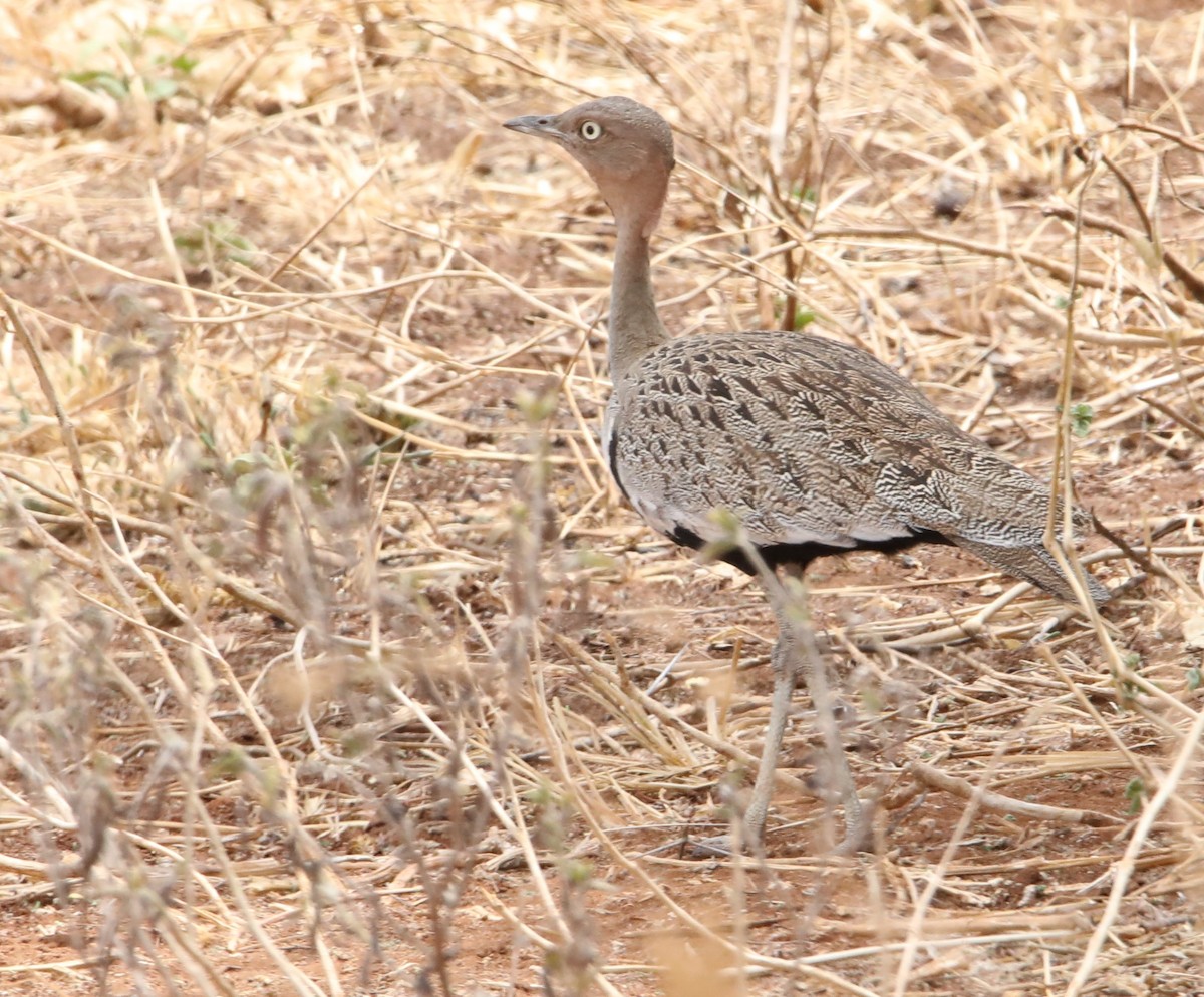 Buff-crested Bustard - Cin-Ty Lee