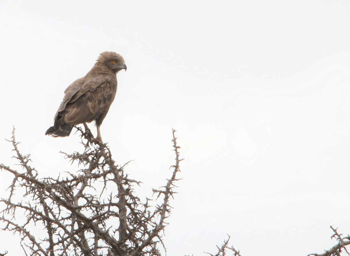 Brown Snake-Eagle - ML130991091