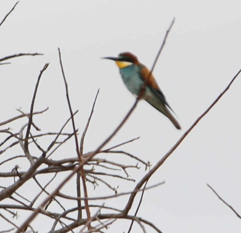 European Bee-eater - ML130991491