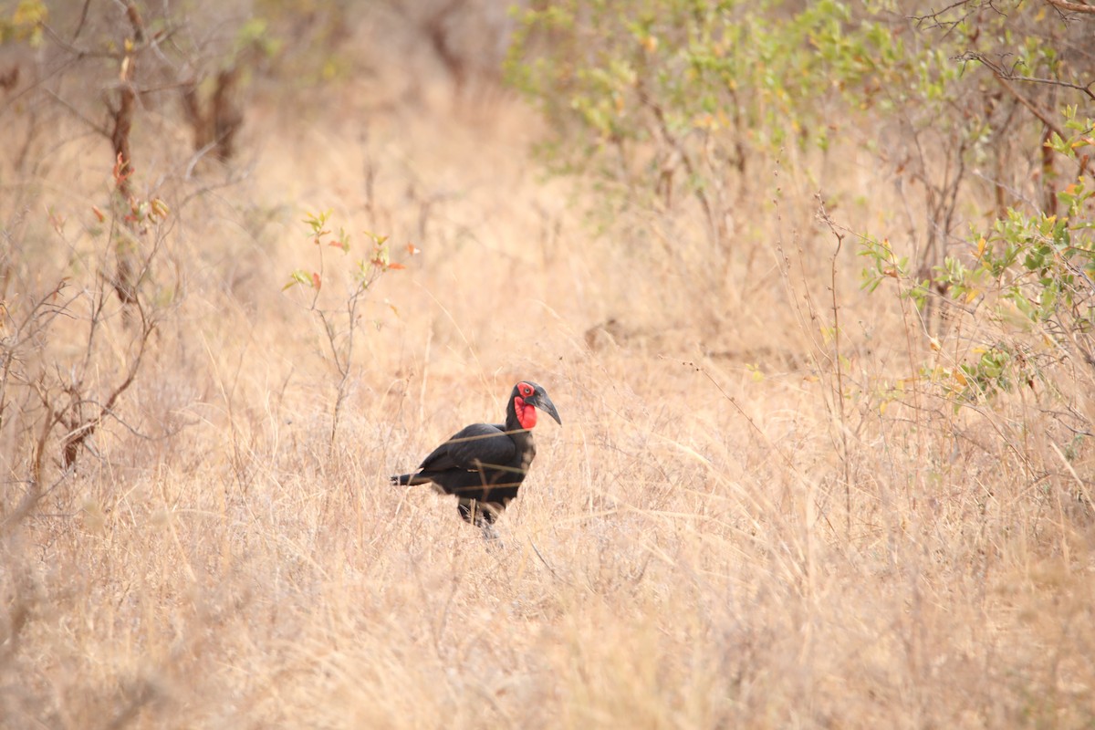 Southern Ground-Hornbill - ML130991501