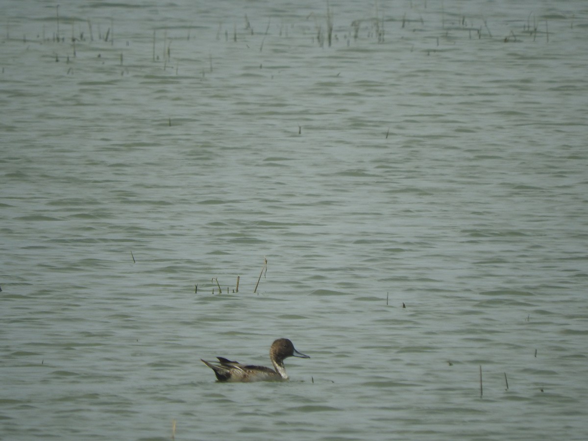 Northern Pintail - ML130991991