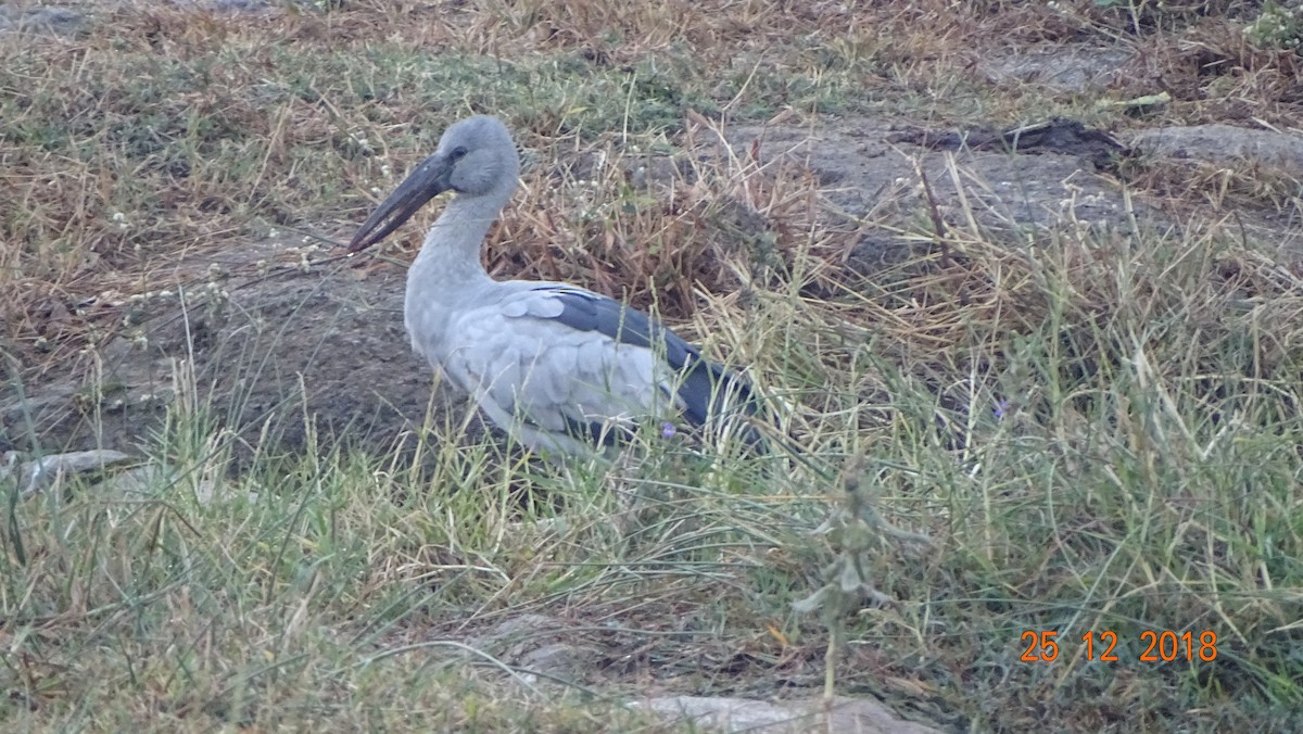 Asian Openbill - ML130992501