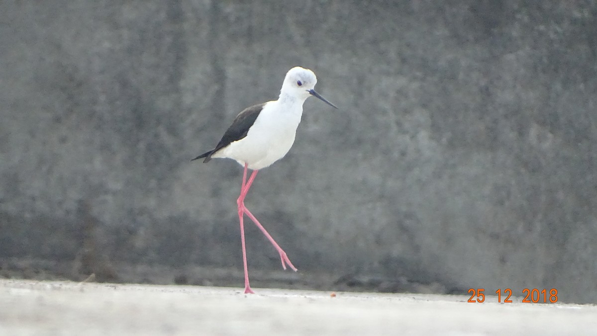 Black-winged Stilt - ML130992541