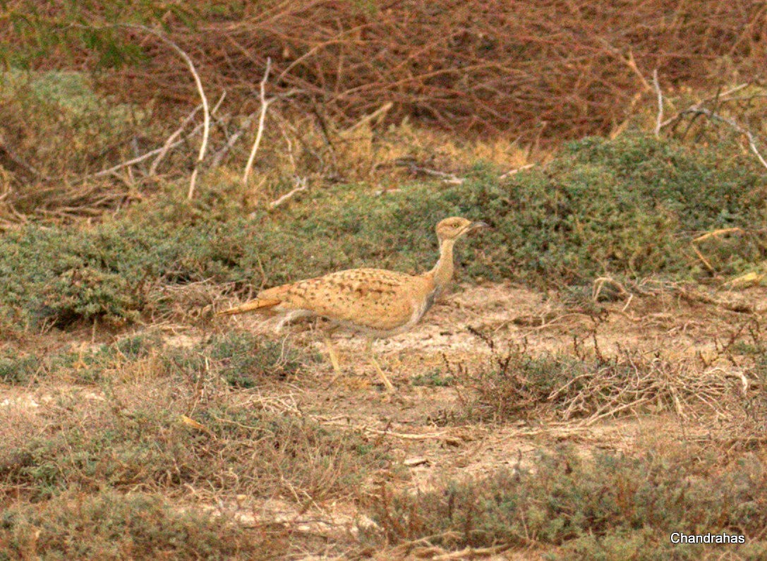 Asian Houbara - Chandrahas Kolhatkar