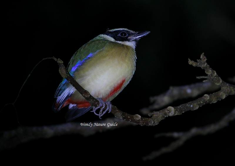 Blue-winged Pitta - Wendy Chin