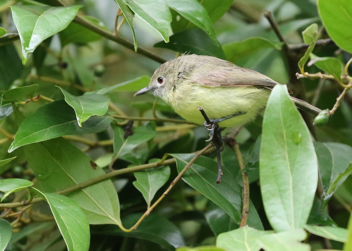 Fairy Gerygone - ML130993541