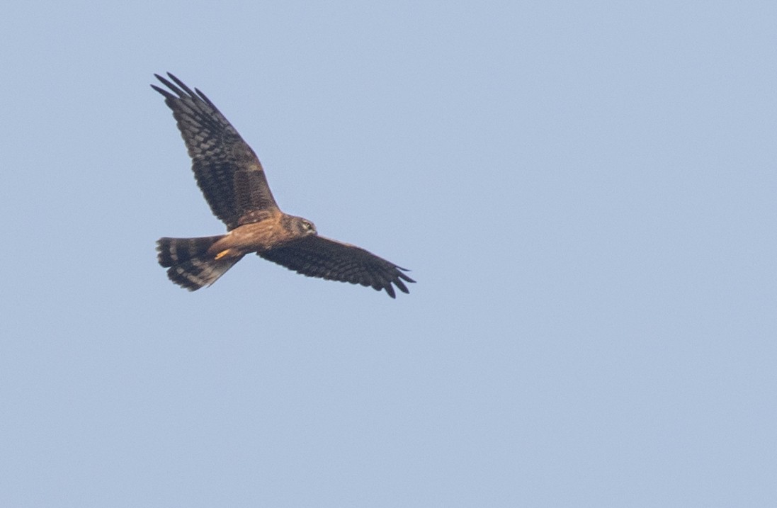 Albanella minore - ML130994271